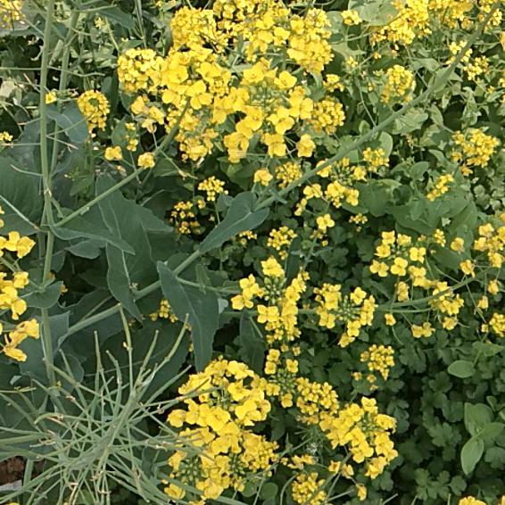 花木之乡沭阳散酒坊