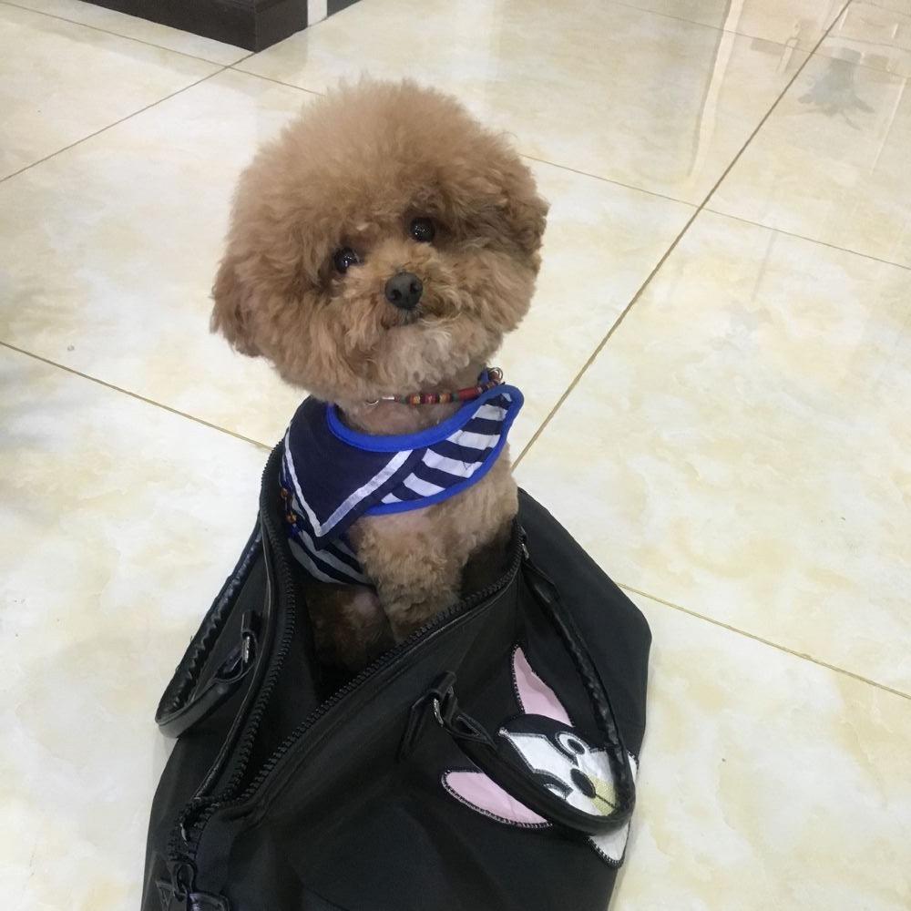 小碎步💋
