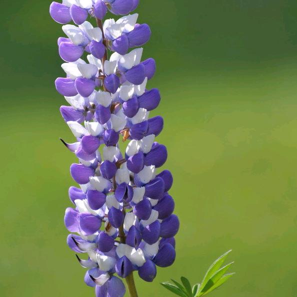 许菊
