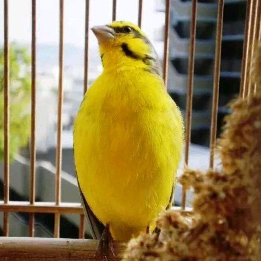 我与鸟