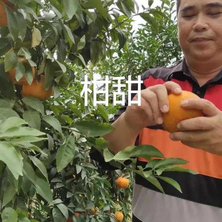 与你同柑