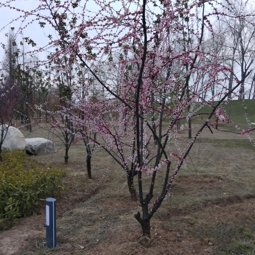 芳