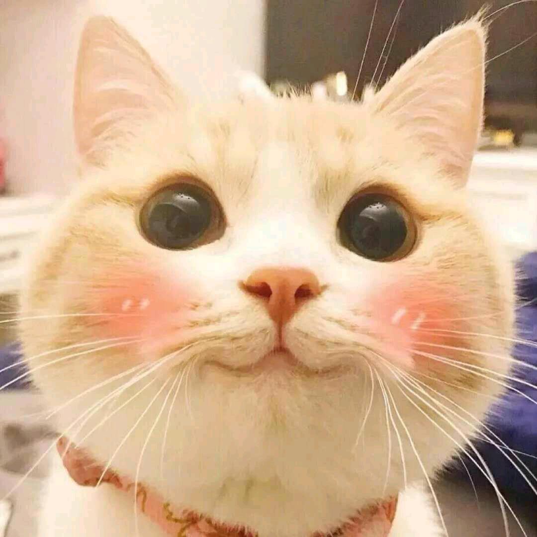 ^=_=^