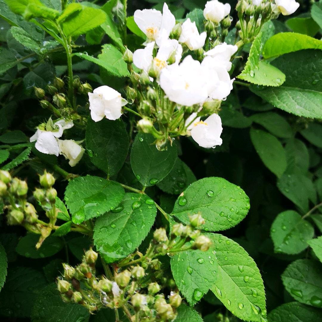 知者减半省者全无