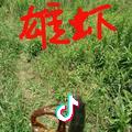 一只雄虾