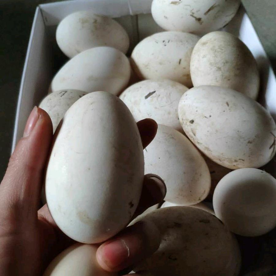 九宫山 养植专业户 群仙