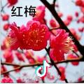 红梅花