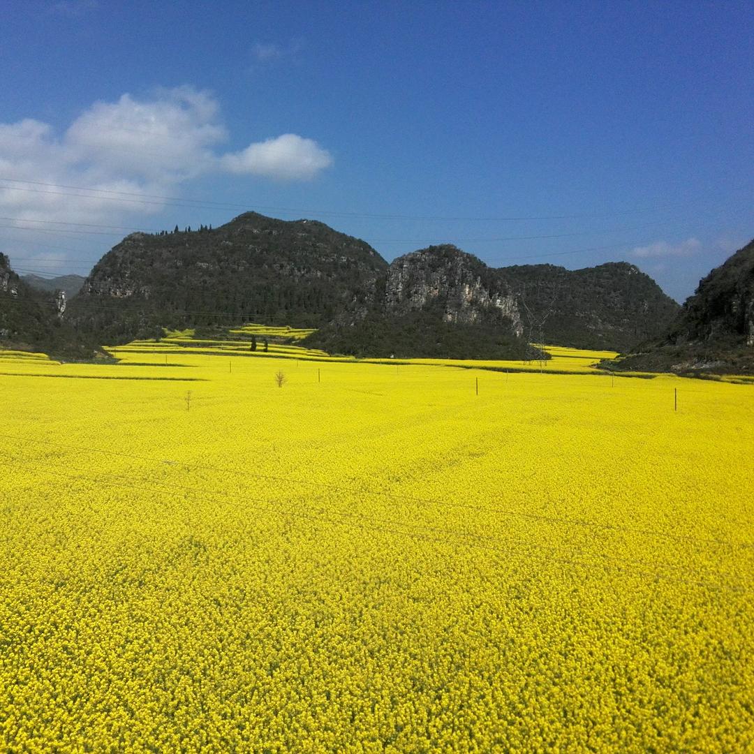 云南罗平金鸡峰林（红星）
