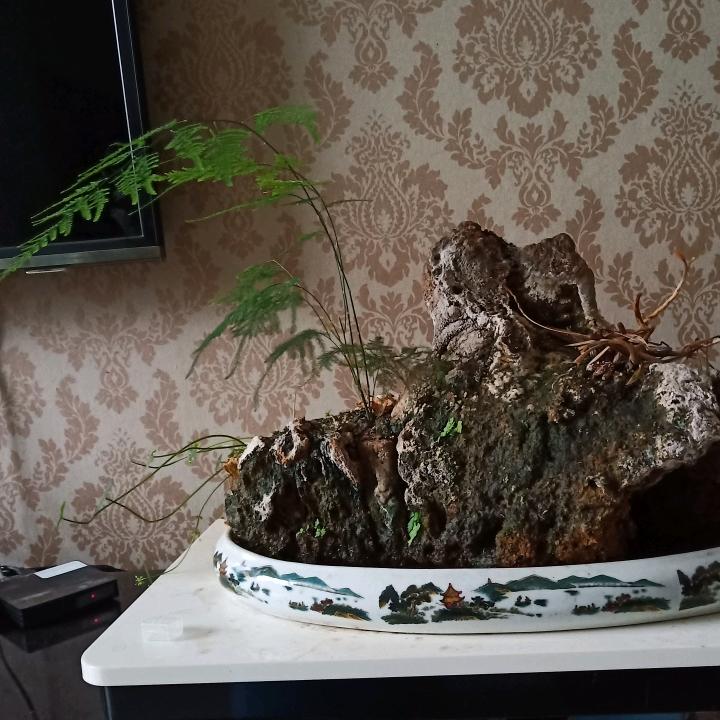 白茶相依