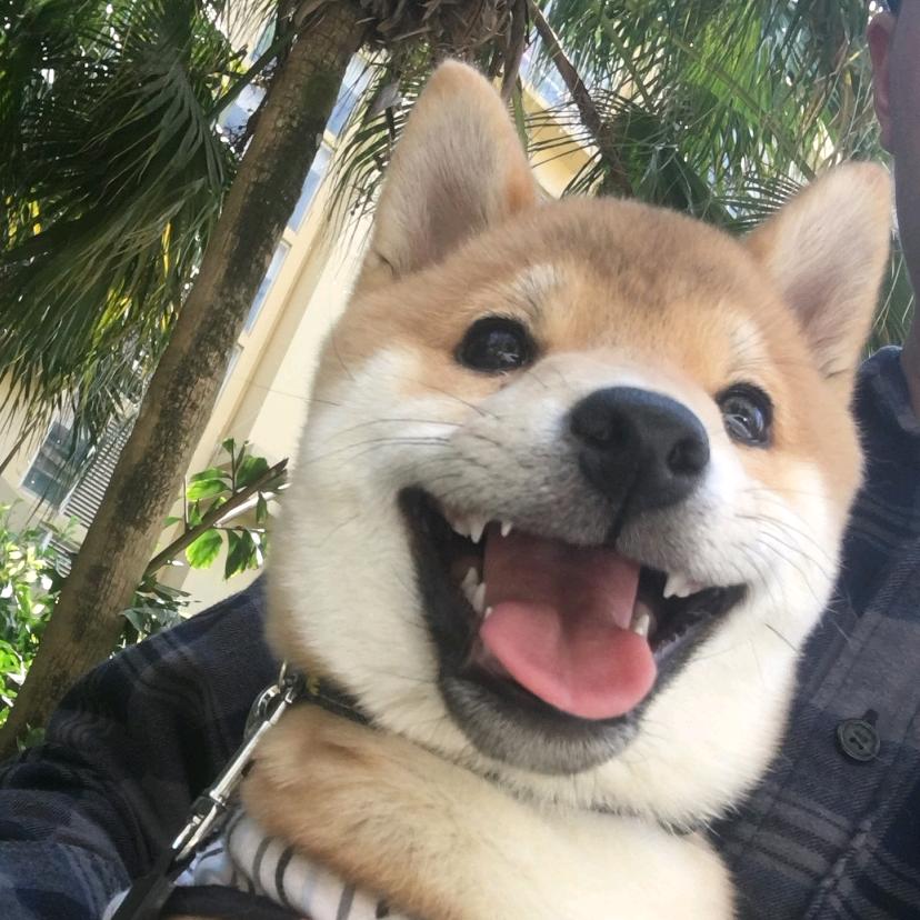 柴犬九万