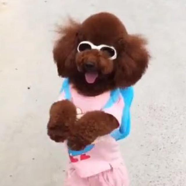 ✨宝儿❤️妞妞🐶🐾