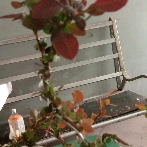 煖羊洋