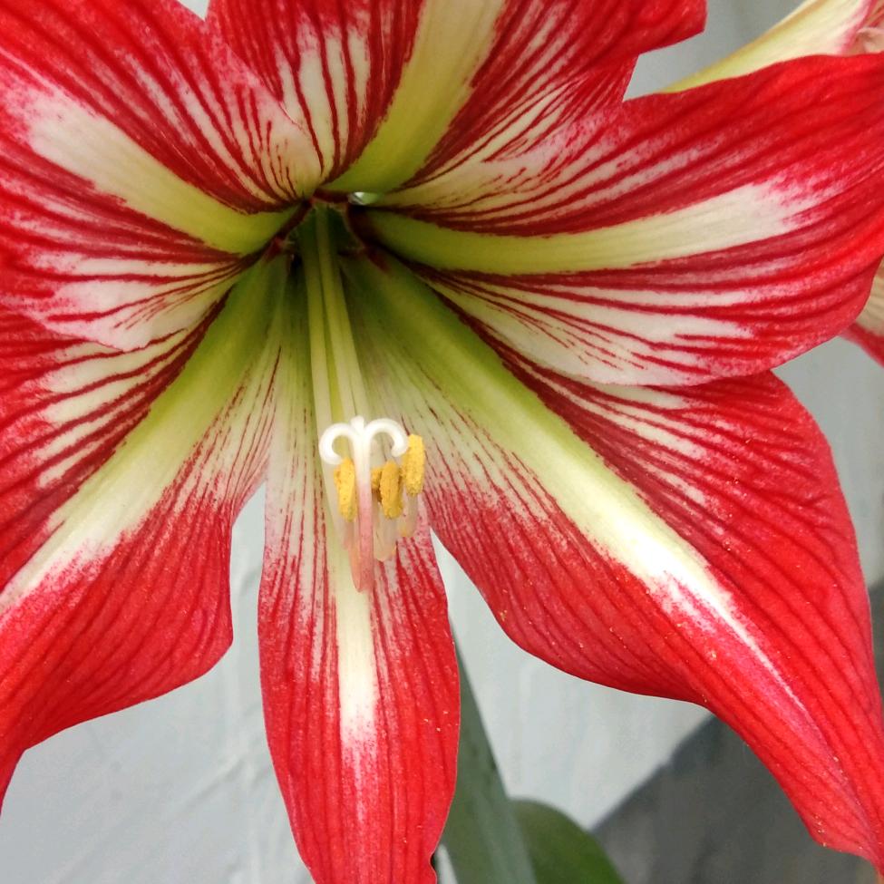芬芬