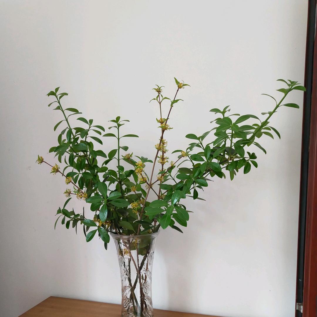 三关物流卢国琴，