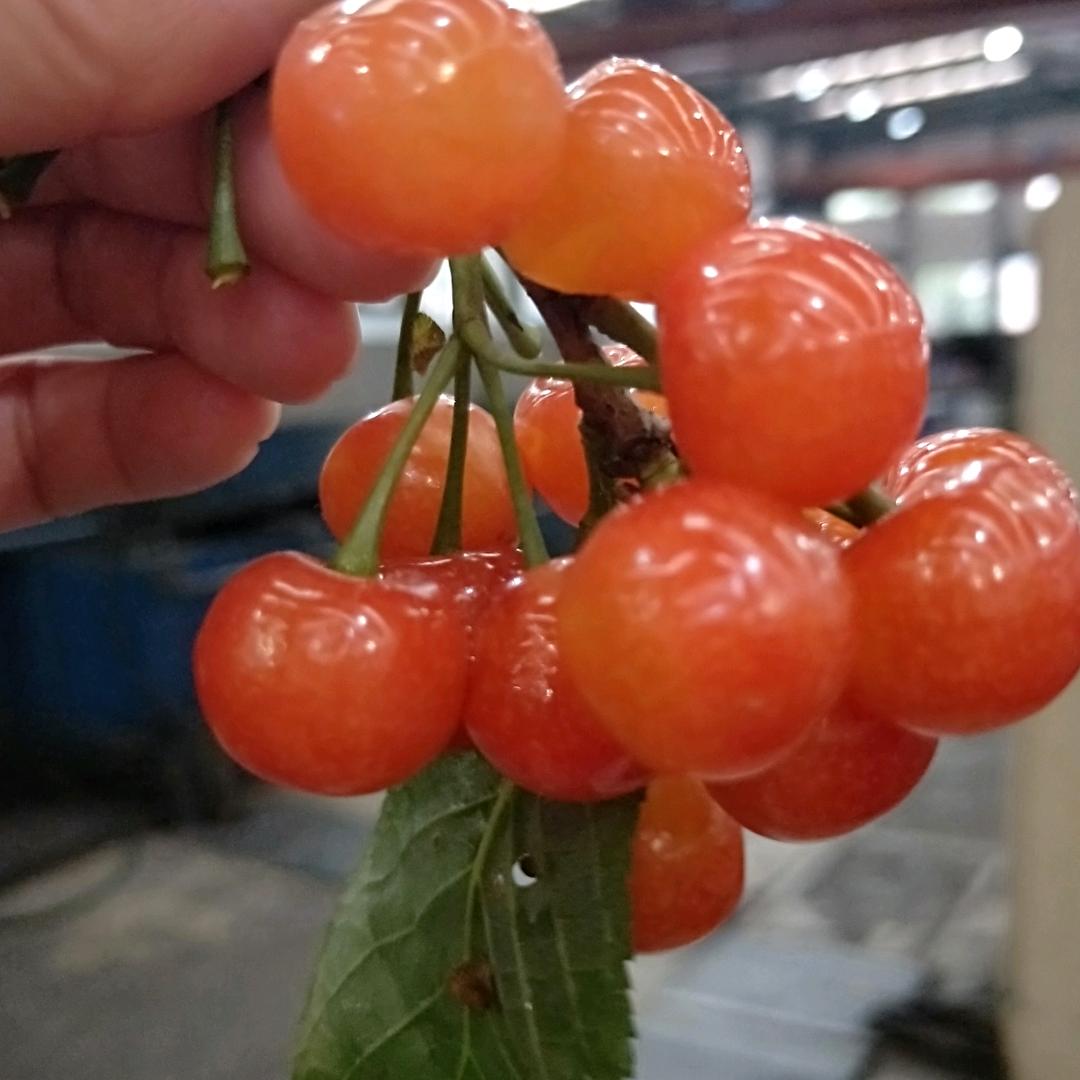 美丽的心情