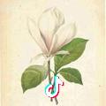 菲～菲 呀