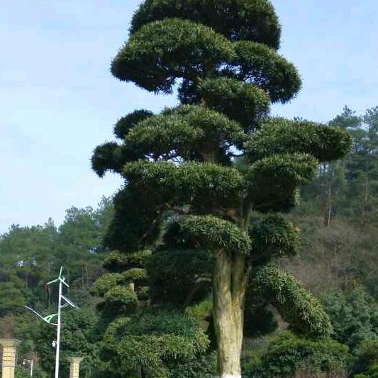 大哥