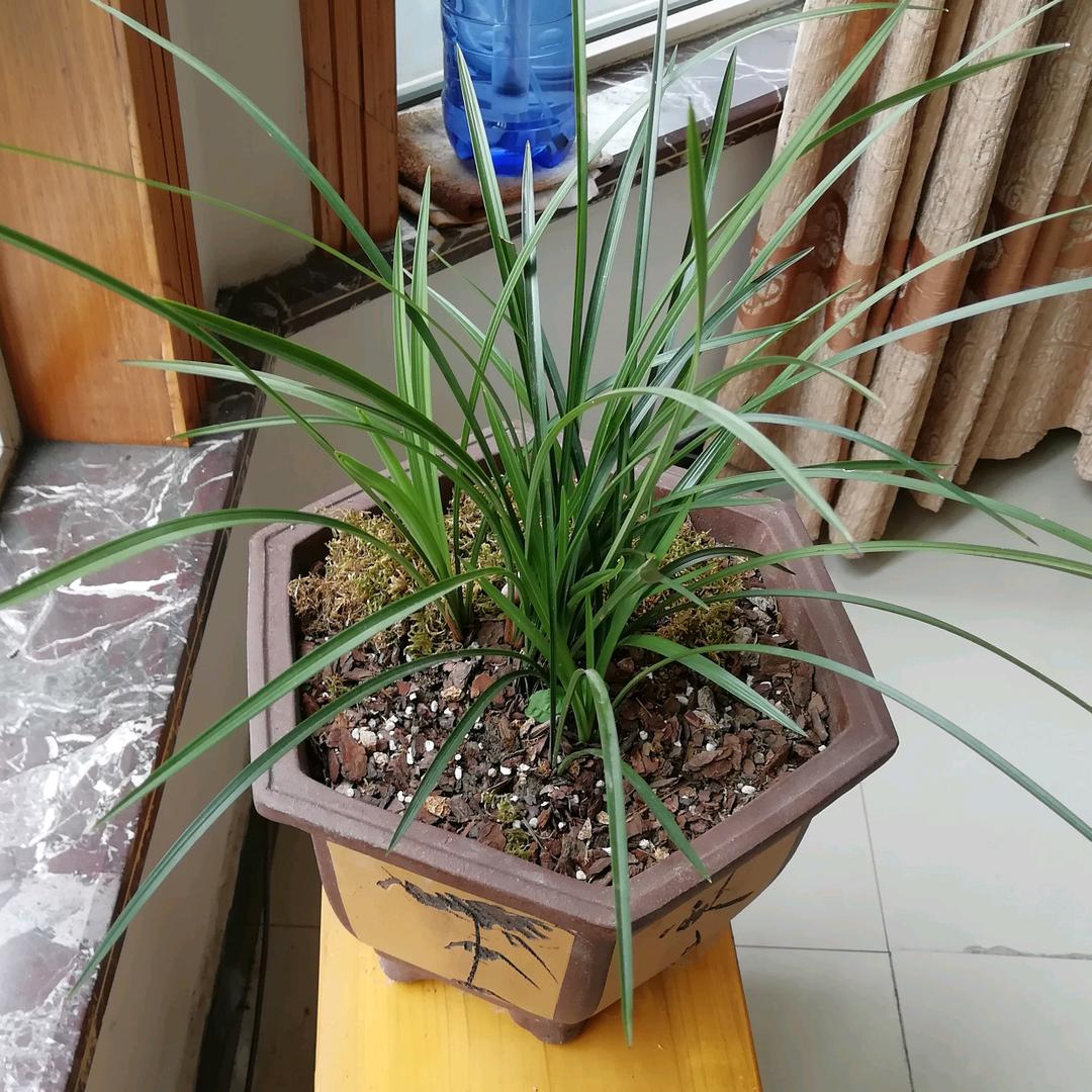 兰花
