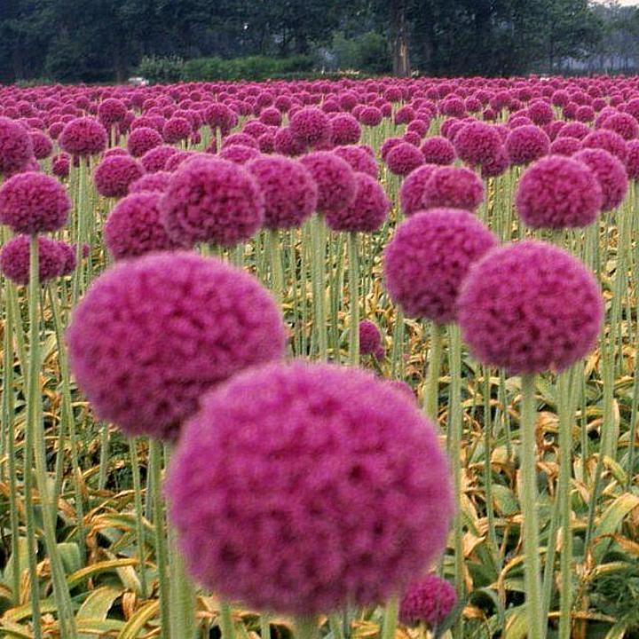 茜茜