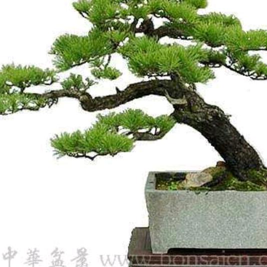 糖蜜