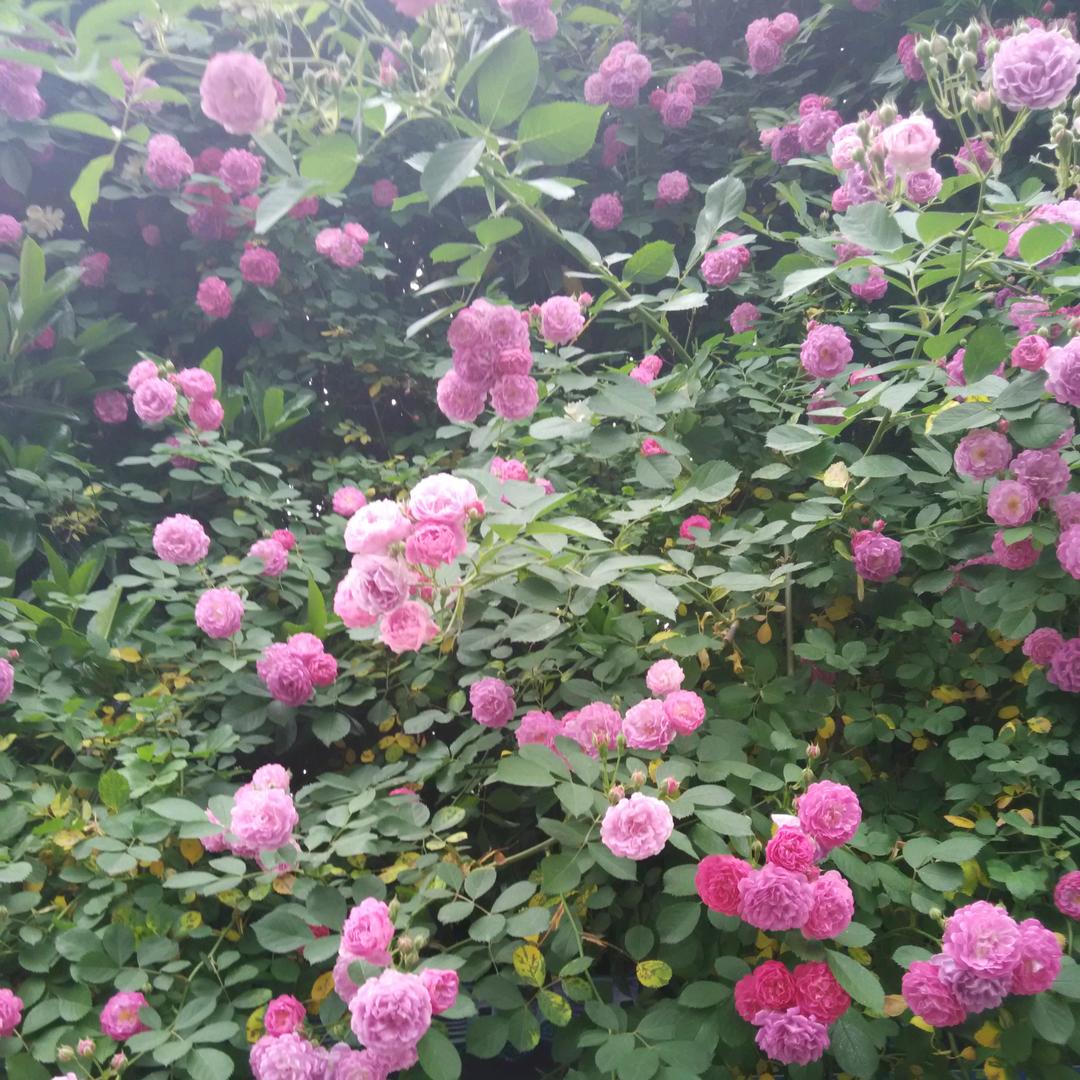 ꧁温暖如初꧂