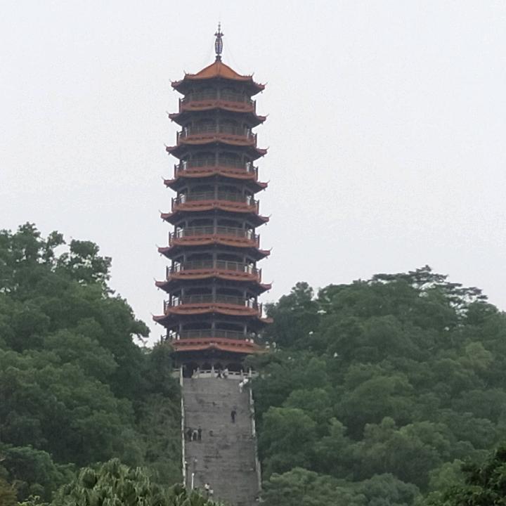 风中的——野百合