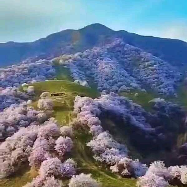 聚鑫园林