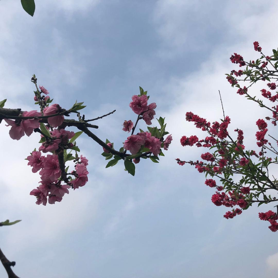 繁花落尽、终是傷～