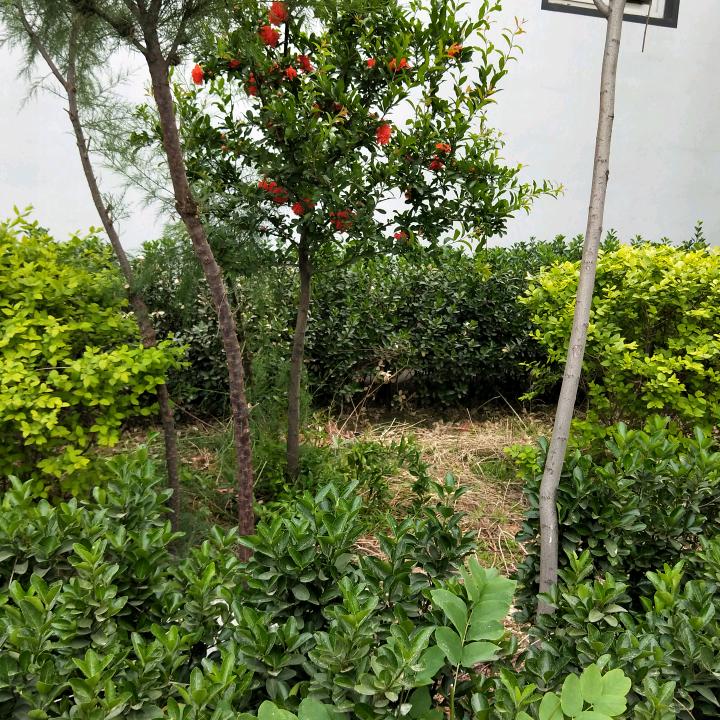用户81380651002承诺