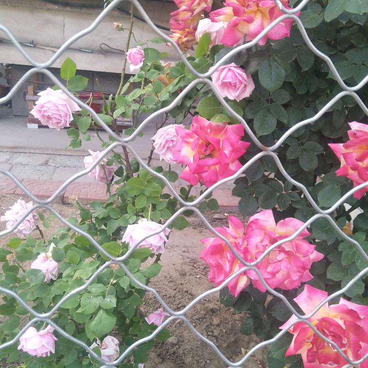 桂玲