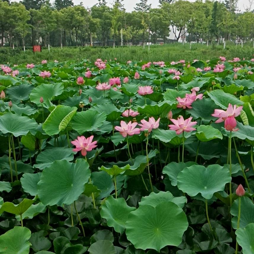 张平