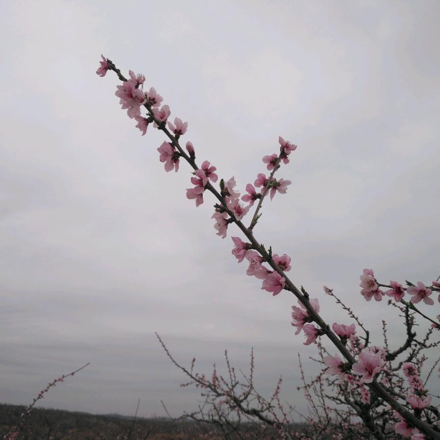 霸道