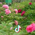 贾士芹