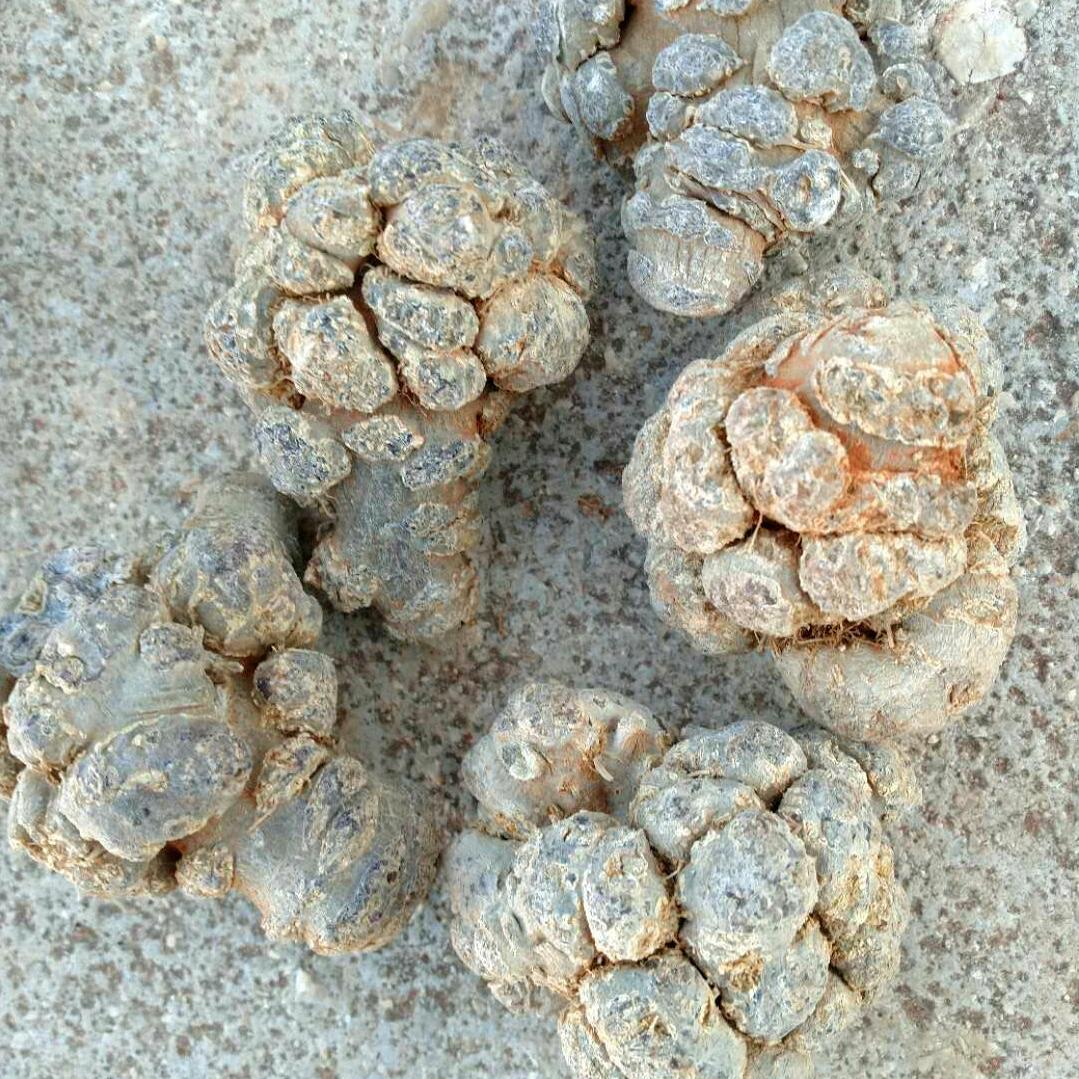 🌹🌹开心过好每一天🌸🌸