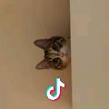 贩哥啊啊啊