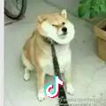 冷爷