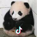 孤鸿紫竹
