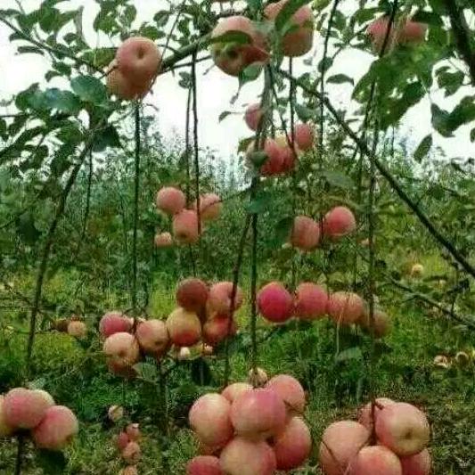 随风玫瑰
