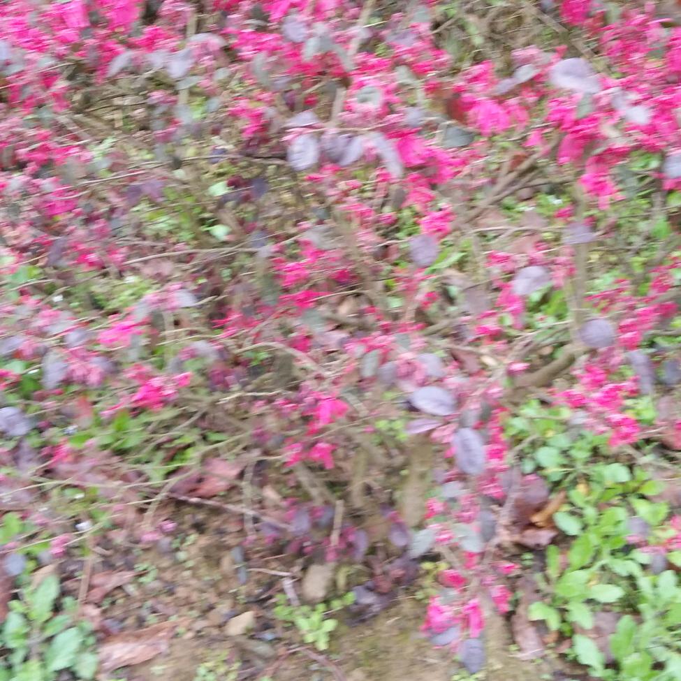 凡事先忍