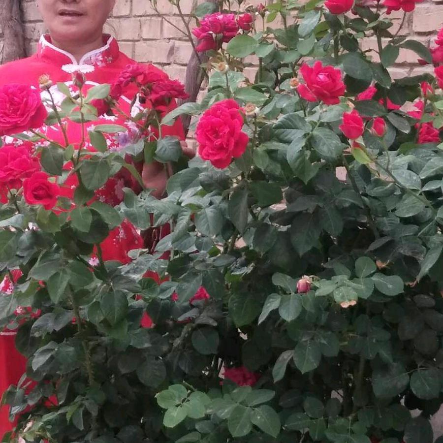 平陆   水晶之绣