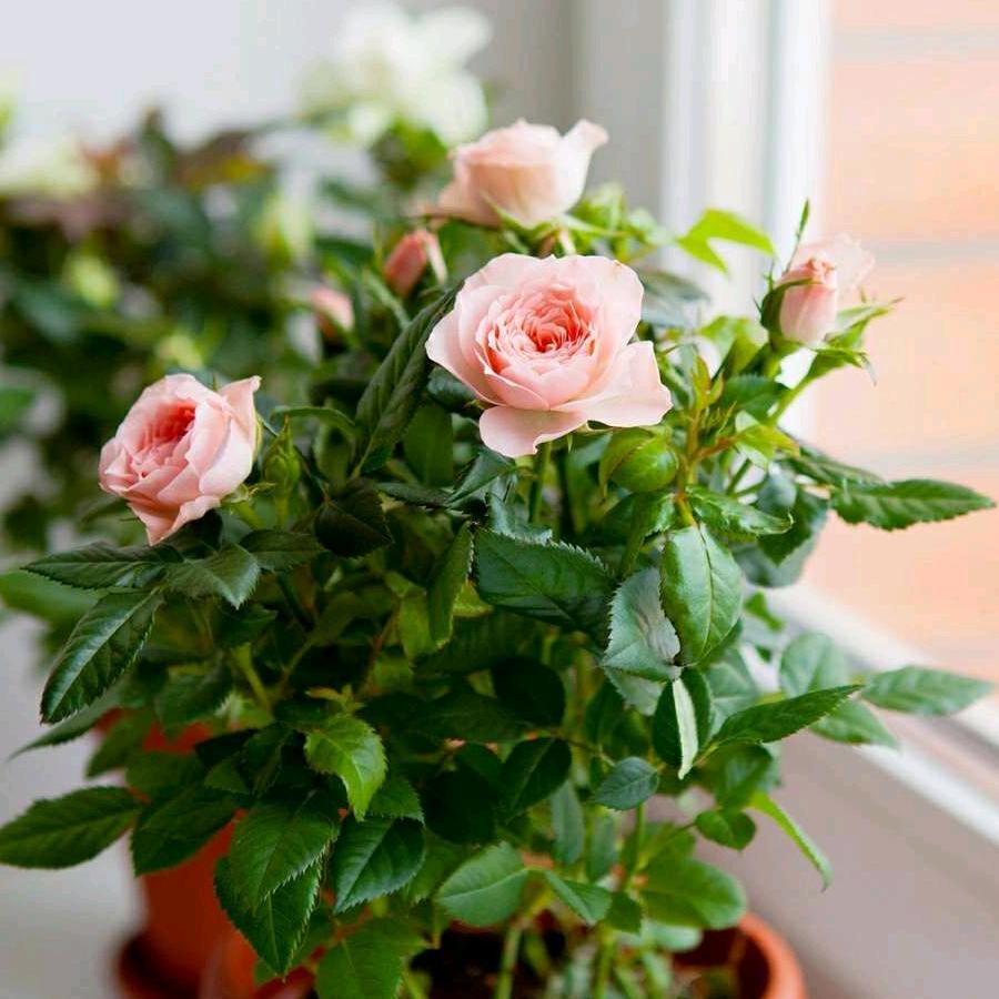 幸福人生🌹🌹