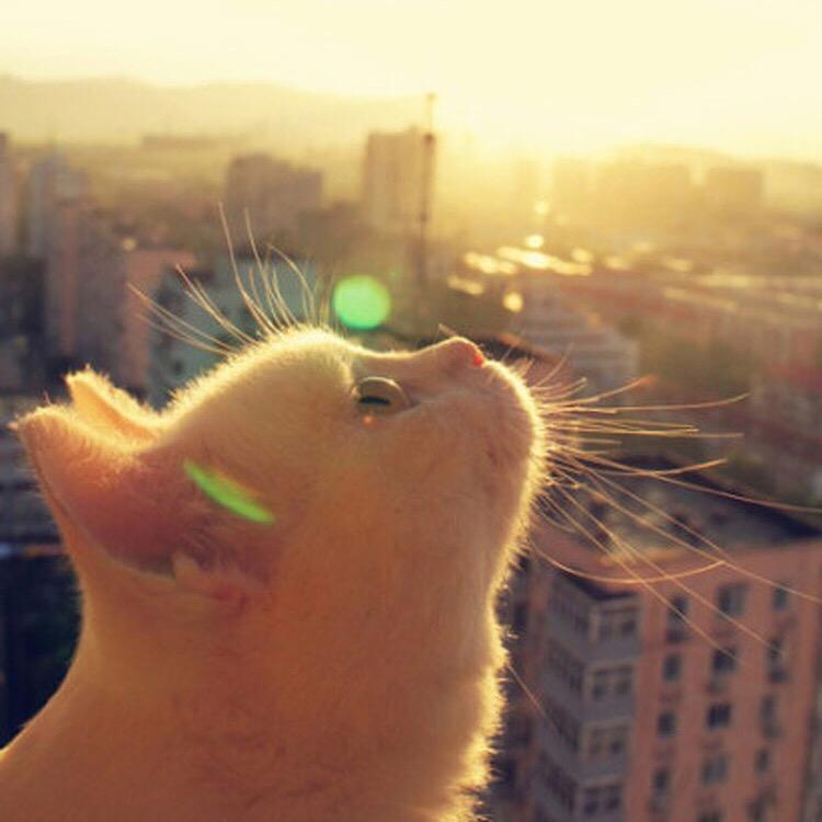 单眼皮猫517