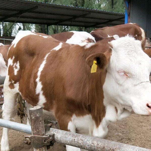 金鑫牧业(肉牛养殖)