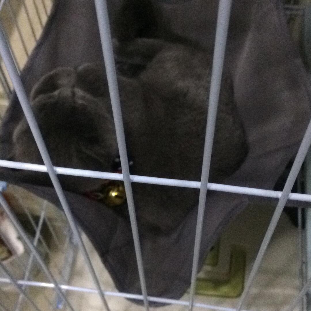 阿Q和Liz的小店