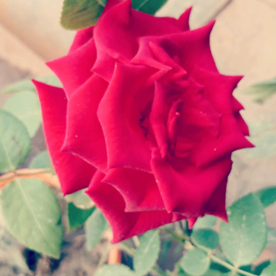 梦儿🌹