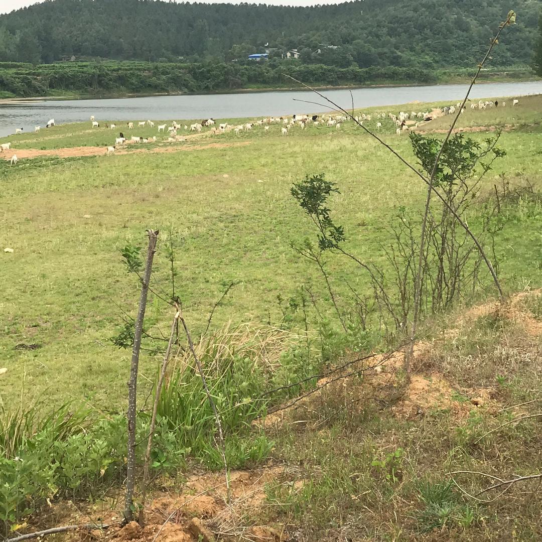 七山头家庭农场