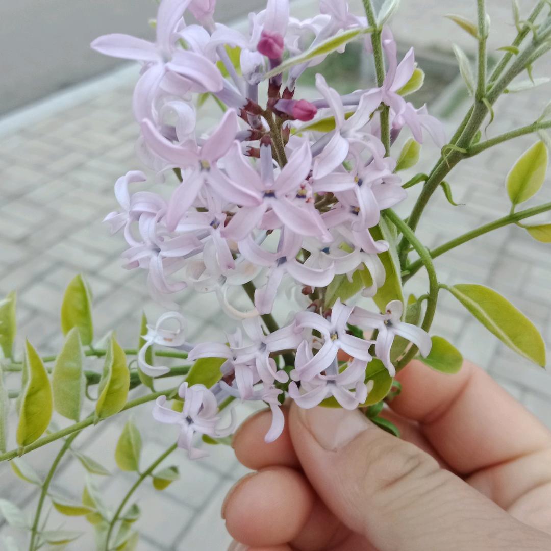 人生如戏
