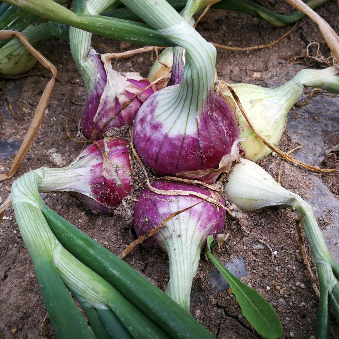 Allium cepa L.
