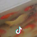 李姐家宴（关赞必回）