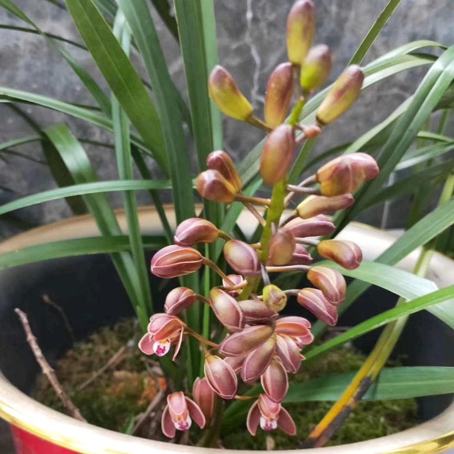 香兰花